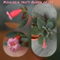 /album/fotogaleria-kohlerie/kohleria-srgs-queen-of-ice-jpg/